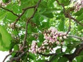 Pongamia pinnata, Millettia pinnata, Pongamia glabra, Derris indica, Cytisus pinnatus Royalty Free Stock Photo